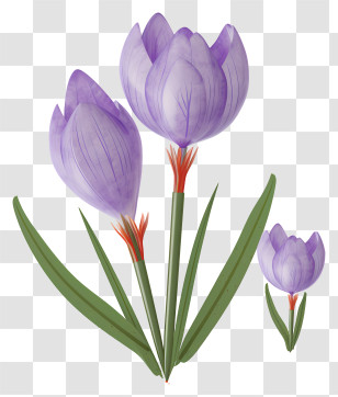 Purple Crocuses - Purple Crocus Flower Illustration Transparent PNG