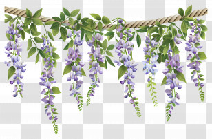 Hanging Flowers - Wisteria Flowers With Green Leaves Hanging On Rope Transparent PNG