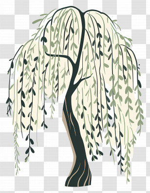 Weeping Willow - Elegant Willow Tree Illustration Transparent PNG