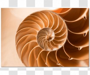Fractal Stock Photography Mathematics Sacred Geometry - Invertebrate Transparent PNG
