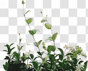 Green Leaf Background - Color - Mock Orange Plant Stem Transparent PNG
