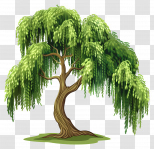 Weeping Willow - Serene Weeping Willow Tree In Green Transparent PNG