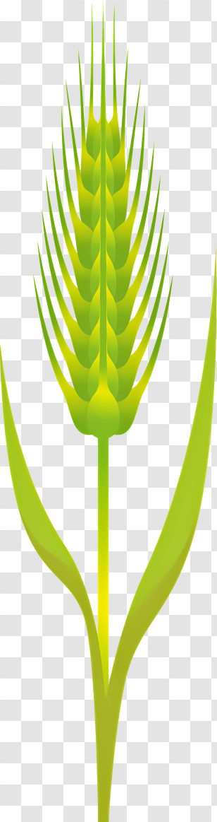 Wheat - Green Wheat Plant Transparent PNG