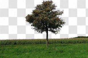 DeviantArt Architecture Architectural Rendering - Prairie - Tree Hill Transparent PNG