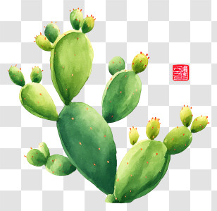 Cactus Ink Painting - Green Cactus Illustration Transparent PNG