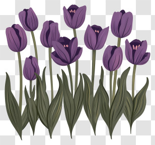 Purple Tulips - Purple Tulip Flowers In Illustration Style Transparent PNG