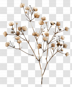 Small Twig - Dried Beige Plant With Small Flowers Transparent PNG