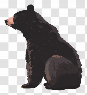 Bear - Black Bear Sitting Transparent PNG