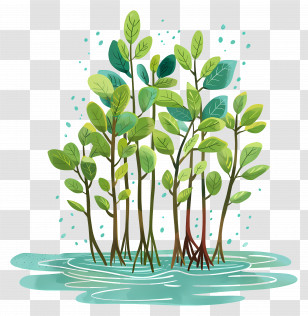 Mangrove Forest - Mangrove Trees In Water Transparent PNG