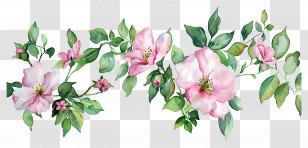 Tropical Flower Background - Beautiful Pink Floral Watercolor Design Transparent PNG