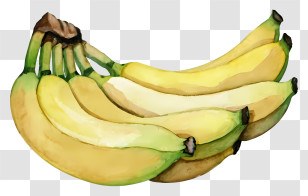 Watercolor Painting - Yellow Banana Bunch Illustration Transparent PNG