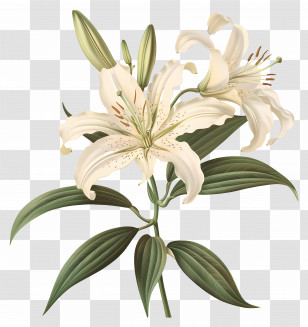White Lily - White Lily Flower Botanical Illustration Transparent PNG