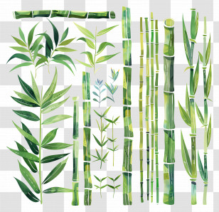 Bamboo - Illustration Set Of Bamboo Plants And Leaves Transparent PNG