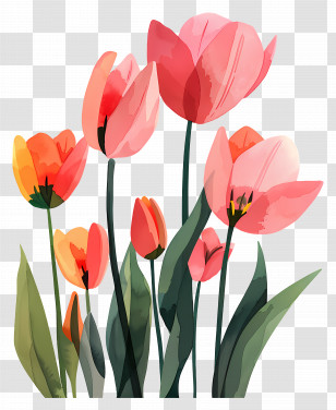 Tulips - Beautiful Pink Tulip Flowers Illustration Transparent PNG