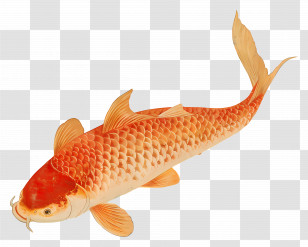 Fish Swimming - Golden Koi Fish Illustration Transparent PNG