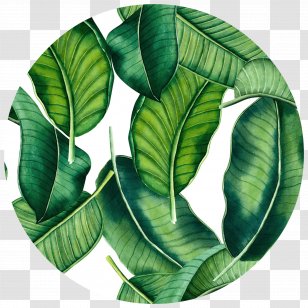 Banana Leaf Tropics Wall Decal Wallpaper - Leaves Transparent PNG
