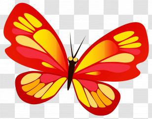 Orange Transparent PNG