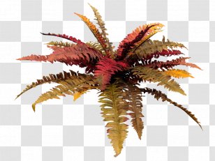 Sword Fern Plant Bird's-nest Leaf - Boston Transparent PNG