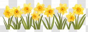 Daffodil Border - Spring Blooming Flowers Transparent PNG