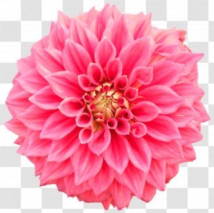 Pom-pom Photography Flower Royalty-free - Wedding Transparent PNG