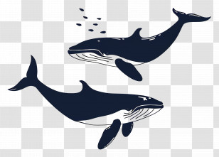 Cute Whale - Two Swimming Whales In Marine Illustration Transparent PNG
