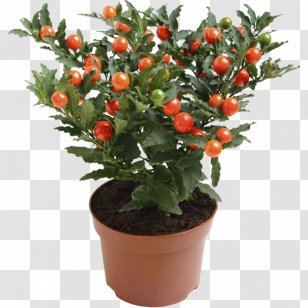 Ornamental Plant Solanum Pseudocapsicum Nightshade Blossom - Flowering Transparent PNG