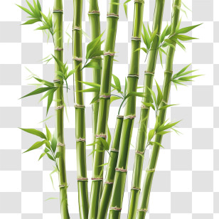 Bamboo - Green Bamboo Stalks Illustration Transparent PNG
