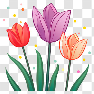 Red And Purple Tulips - Beautiful Red And Purple Tulips In Bloom Transparent PNG