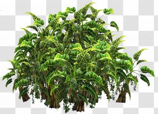 Plant Shrub Arecaceae Clip Art - Vegetation Transparent PNG