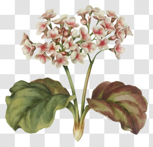 Cartoon - Flowering Plant With Large Leaves Transparent PNG