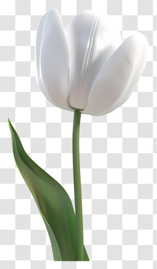 White Tulip - White Tulip Single Flower Illustration Transparent PNG