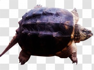 Common Snapping Turtle Box Alligator Transparent PNG