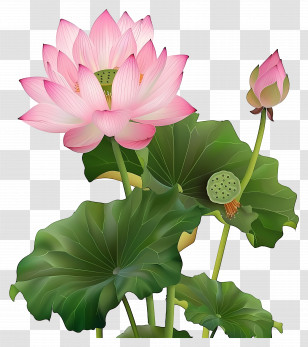 Lotus Flowers - Pink Lotus Flower With Green Leaves Transparent PNG