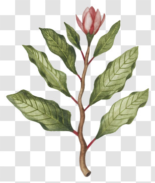 Cartoon - Flowering Plant With Green Leaves Transparent PNG