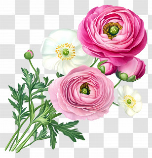 Ranunculus Art - Pink And White Flowers Bouquet Transparent PNG
