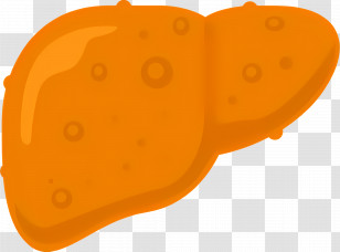 Liver - Cartoon-Style Orange Liver Illustration Transparent PNG