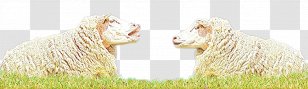 Sheep Horse Mammal Grassland Animal - Terrestrial Transparent PNG