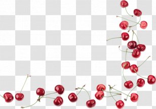Cherry Blossom Flower - Plum - Hawthorn Chokecherry Transparent PNG