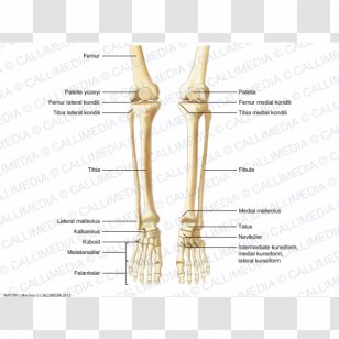 Thumb Bone Human Anatomy Skeleton - Frame Transparent PNG