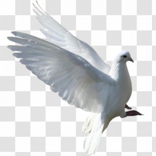 Columbidae European Herring Gull English Carrier Pigeon Bird - Water Transparent PNG