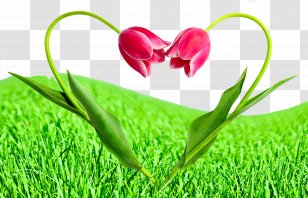 Flower Love Tulip Stock Photography - Petal - Plant Tulips Transparent PNG