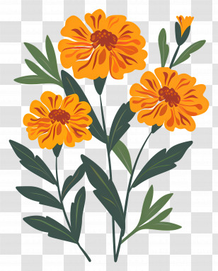 Marigold Flowers - Orange Marigold Flowers Illustration Transparent PNG