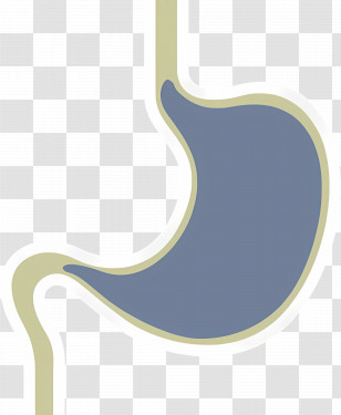Stomach - Simple Stomach Shape Illustration For Anatomy Concepts Transparent PNG