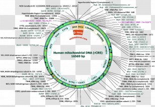 Human Y-chromosome DNA Haplogroup Y Chromosome Rockefeller Family E-M96 ...