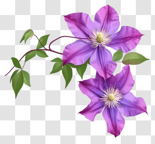 Cartoon Elegant Clematis Flower - Purple Clematis Flowers On A Vine Transparent PNG