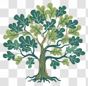 Oak Tree - Green Tree With Foliage Illustration Transparent PNG
