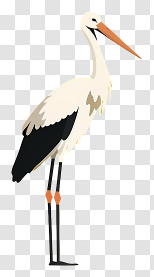 White Stork - Stork Bird Illustration Transparent PNG