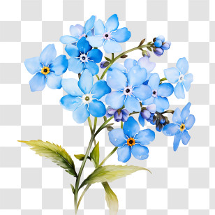 Forget Me Not Flower - Beautiful Blue Spring Flowers Transparent PNG