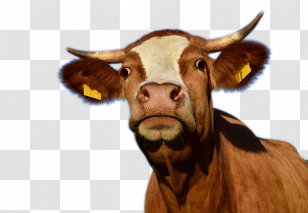 Texas Longhorn Cow Aurochs Dairy Cattle Slaughterhouse - Snout - A Creative Transparent PNG