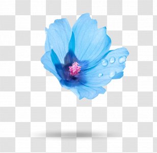 Mallows Medicinal Plants Dandruff Cheeses Scalp - Turquoise - Shampoo Transparent PNG